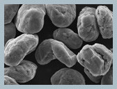 Matériel sphérique d'anode de graphite de BPP pour la batterie au lithium